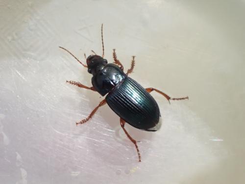 Réf. 342 767 : Harpalus rubripes